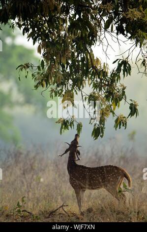 The red deer has lifted a head and eats tree leaves. Early morning. Bandhavgarh. India. Stock Photo