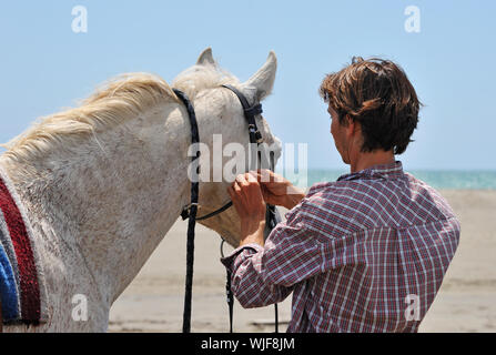 man making a bridle to his horse on a beach Stock Photo