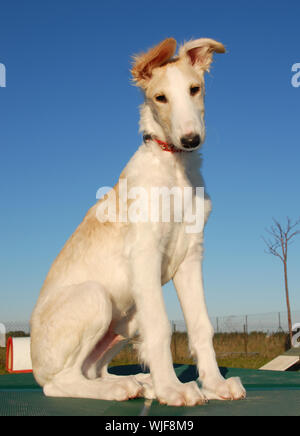 young puppy purebred greyhoung borzoi or russian wolfhound Stock Photo