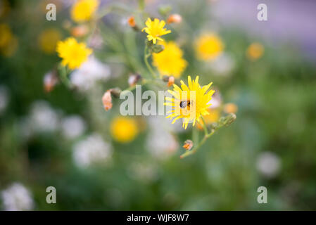 Bumblebee pollinates a yellow small flower. A bumblebee sits on a flower in the green grass. Stock Photo