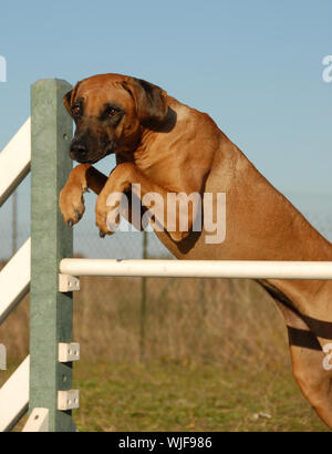Rhodesian Ridgeback at Agility Stock Photo - Alamy