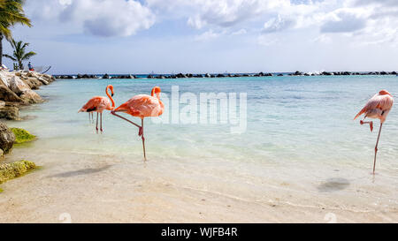 Three pink flamingos standing in the water on a tropical beach in Aruba Stock Photo