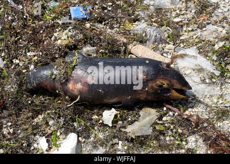 The body of a dead dolphin cub lies on the shore. The dead dolphin in the Cimes bay. Stock Photo