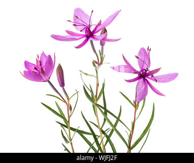 Pink Alpine willowherb flowers isolated on white Stock Photo