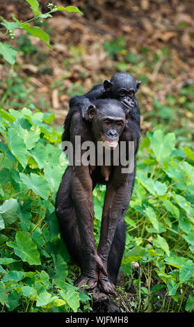 Bonobo  Cub on brachiums at mother.  At a short distance, close up. The Bonobo ( Pan paniscus),  called the pygmy chimpanzee. Democratic Republic of C Stock Photo