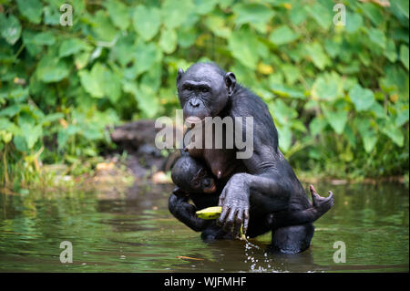 Bonobo  ( Pan paniscus) with cub in the water. At a short distance, close up. The Bonobo ( Pan paniscus),  called the pygmy chimpanzee. Democratic Rep Stock Photo