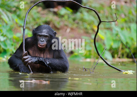 Bonobo  in the water with branch. At a short distance, close up. The Bonobo ( Pan paniscus),  called the pygmy chimpanzee. Democratic Republic of Cong Stock Photo