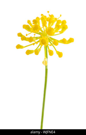 Wild fennel flowers isolated on white background Stock Photo