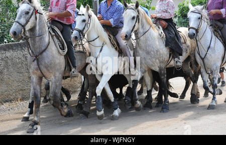 camargue horses at full speed in the street Stock Photo