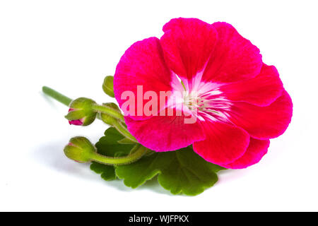 Red pelargonium flower  isolated on white background Stock Photo