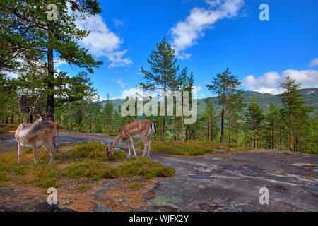 A male and a female deer in the norwegian forest Stock Photo