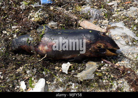 The body of a dead dolphin cub lies on the shore. The dead dolphin in the Cimes bay. Stock Photo