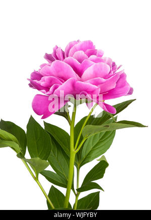 Pink peony flower isolated on white background