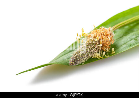 Ribwort plantain isolated on white background
