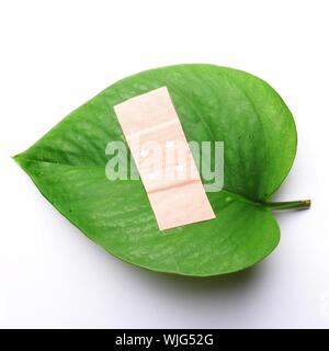 green leaf isolated on white showing broken nature ecology concept with band aid Stock Photo