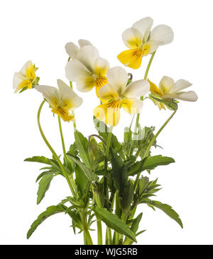 pansy flowers bunch isolated on white background Stock Photo