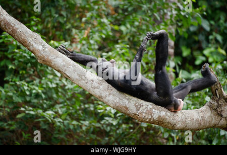 The laughing Bonobo on a tree branch. Democratic Republic of Congo. Africa Stock Photo