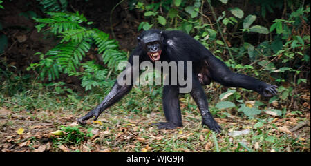 The laughing Bonobo ( Pan paniscus) portrait. At a short distance, close up. The Bonobo ( Pan paniscus), called the pygmy chimpanzee. Democratic Repub Stock Photo