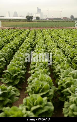 Cabbage fields in Spain, rows of vegetable food Stock Photo