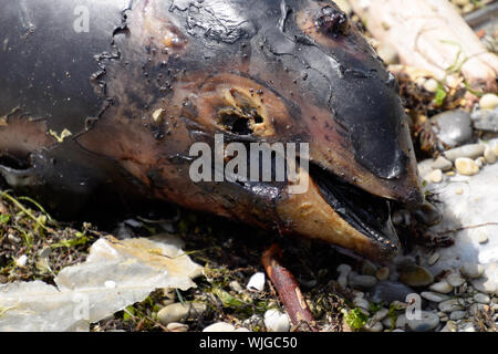 The body of a dead dolphin cub lies on the shore. The dead dolphin in the Cimes bay. Stock Photo