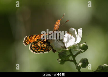 Heath Fritillary (Melitaea athalia) sat on Bramble, East-Blean woods, Kent, England Stock Photo