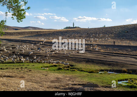 Shepherd with his sheep on pasture Stock Photo