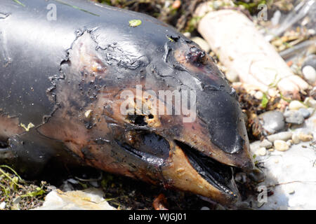 The body of a dead dolphin cub lies on the shore. The dead dolphin in the Cimes bay. Stock Photo