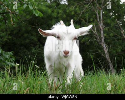 Little white goat eating grass on a summer green meadow with wildflowers. Beautiful baby goat on a pasture, rural landscape Stock Photo