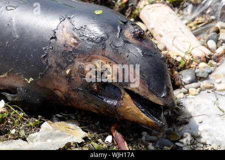 The body of a dead dolphin cub lies on the shore. The dead dolphin in the Cimes bay. Stock Photo