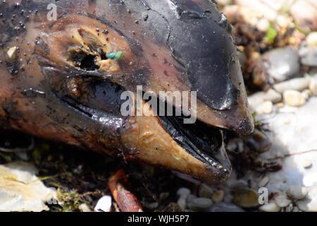 The body of a dead dolphin cub lies on the shore. The dead dolphin in the Cimes bay. Stock Photo