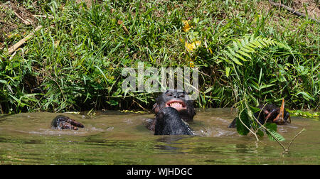 The chimpanzee Bonobo  bathes with pleasure and smiles Stock Photo
