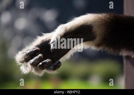 Hand of The lar gibbon (Hylobates lar), also known as the white-handed gibbon Stock Photo