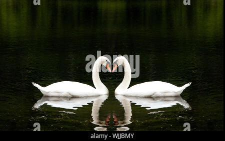 Two beautiful white swans romantically together creating a heart shape in a lake. Stock Photo