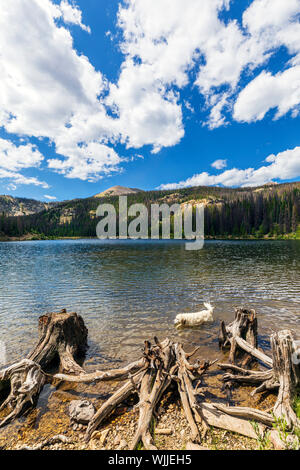 Platinum colored Golden Retriever dog swimming in Boss Lake; elevation 10,880 feet; near Continental Divide; Rocky Mountains; Colorado; USA Stock Photo
