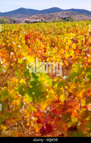 Aragon Paniza autumn golden red vineyard in Carinena Zaragoza Stock Photo