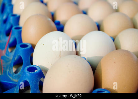 many eggs placed in the blue tray Stock Photo