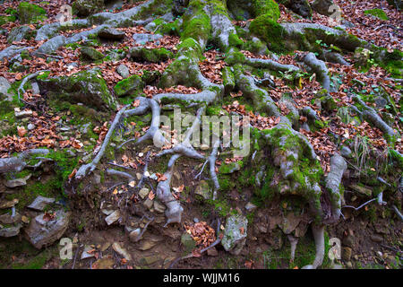 Autumn beech tree forest roots in Pyrenees Valle de Ordesa Huesca Spain Stock Photo