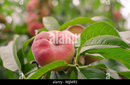 Close-up of a branch with saturn peaches and green leaves. Stock Photo