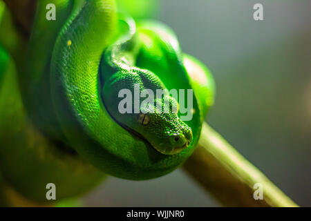 A bright green tree python rests on a branch in the coiled-up position typical of this species of snake. Stock Photo