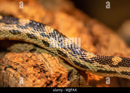 The body of a bullsnake is viewed up close as it slithers along a rock, showing its shiny scales and texture. Stock Photo