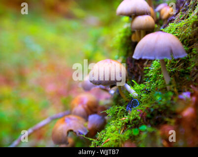 Psilocybe mushrooms in a beech tree trunk at Irati Navarra Pyrenees of Spain Stock Photo