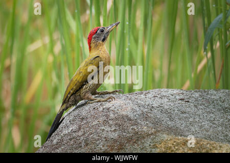 Laced Woodpecker - Picus vittatus species of bird in the family Picidae, throughout Southeast Asia in Cambodia, China, Indonesia, Laos, Malaysia, Myan Stock Photo