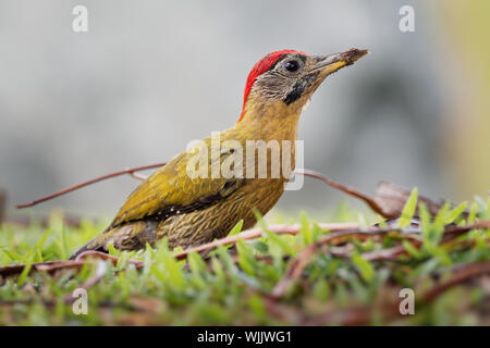 Laced Woodpecker - Picus vittatus species of bird in the family Picidae, throughout Southeast Asia in Cambodia, China, Indonesia, Laos, Malaysia, Myan Stock Photo