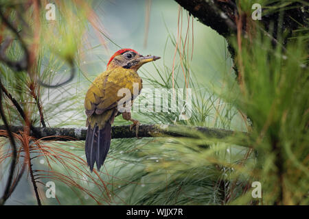 Laced Woodpecker - Picus vittatus species of bird in the family Picidae, throughout Southeast Asia in Cambodia, China, Indonesia, Laos, Malaysia, Myan Stock Photo