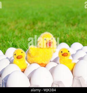 White chicken eggs in an egg holder and yellow chickens Stock Photo