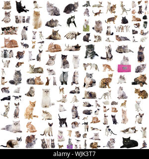 group of cats and kitten on a white background Stock Photo