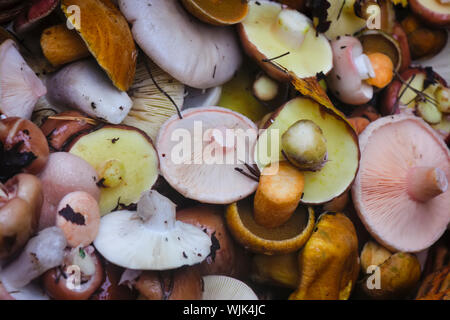 Edible forest mushrooms in wicker basket, top view. Stock Photo