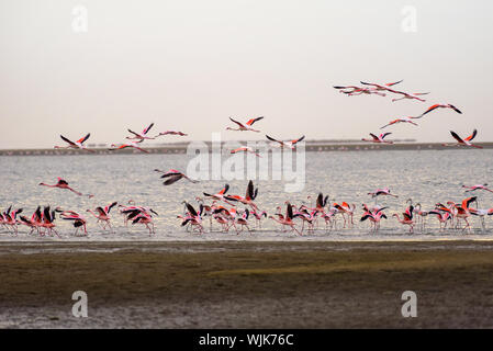 Flock of pink flamingos flying in Namibia, beautiful birds Stock Photo -  Alamy