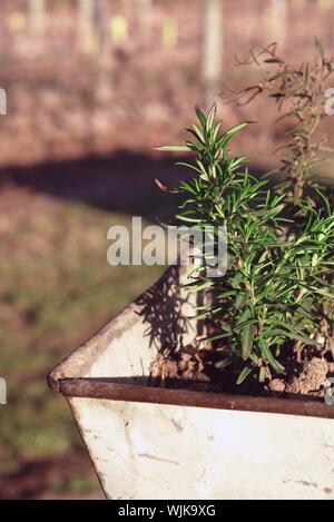 Rosemary plant in a rusty grape harvest bucket. Stock Photo