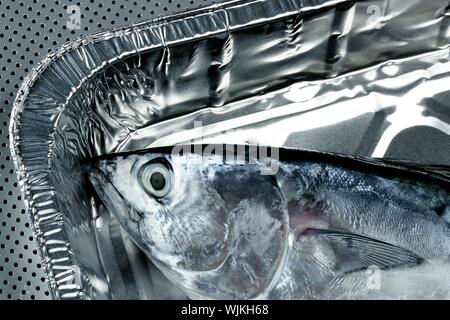 Euthynnus alletteratus, called false albacore from Mediterranean sea Stock Photo